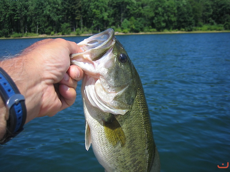 Largemouth Bass_1