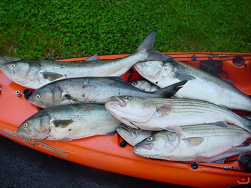 A nice keeper size striper_2