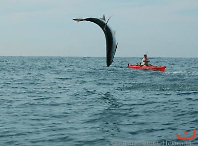 Jumping Tarpon