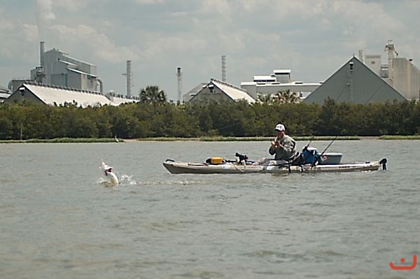 Jumping redfish