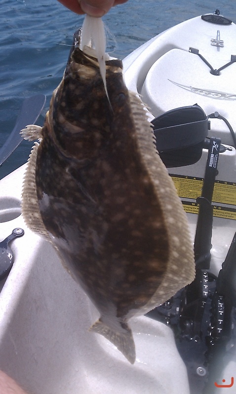 Manasquan fluke_1