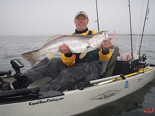 weakfish