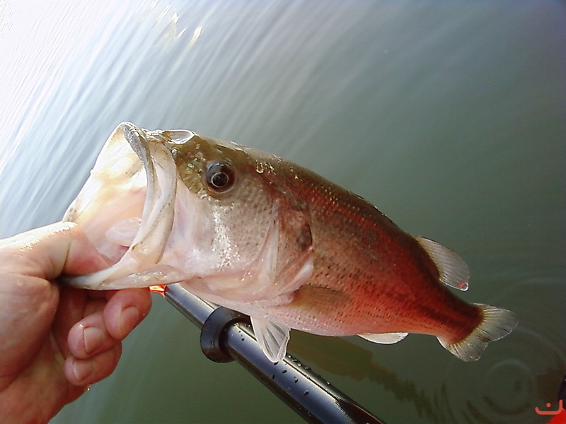 A little bass from the kayak_1