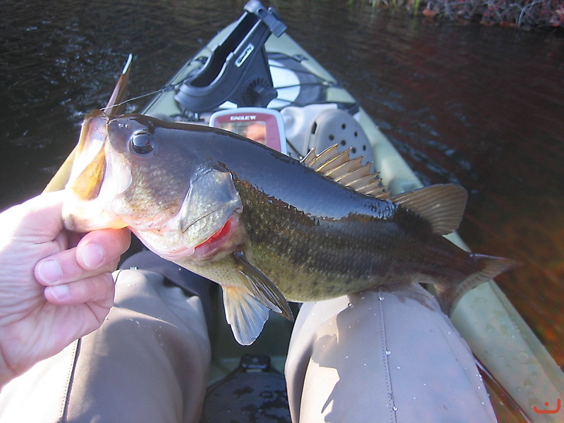 Largemouth Bass_1