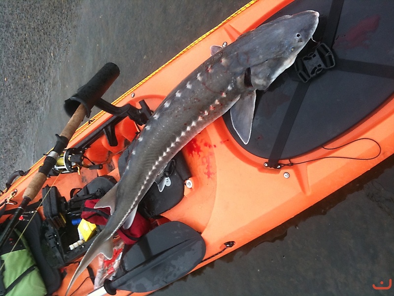 White Sturgeon_1