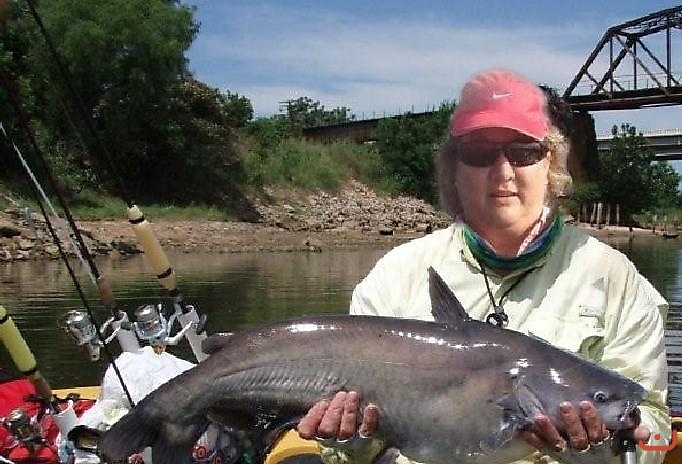 blue catfish