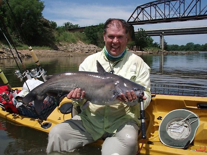 blue catfish