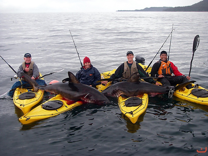 Infamous Salmon Shark photo