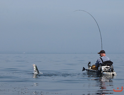 Bluefish on the Flyrod