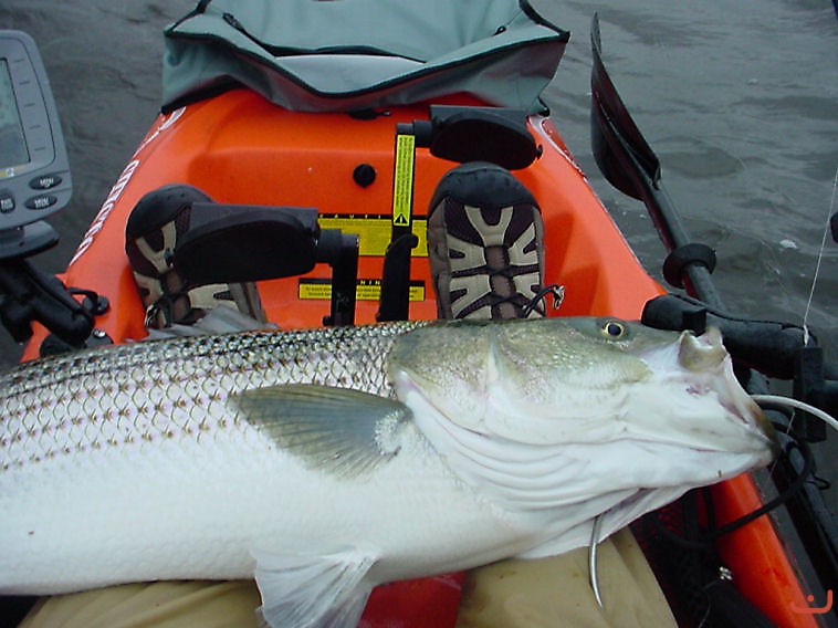 A nice keeper size striper_1