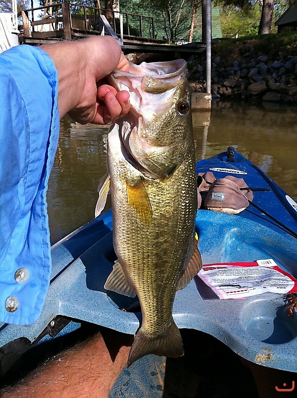 Sardis Bucket Mouth_1