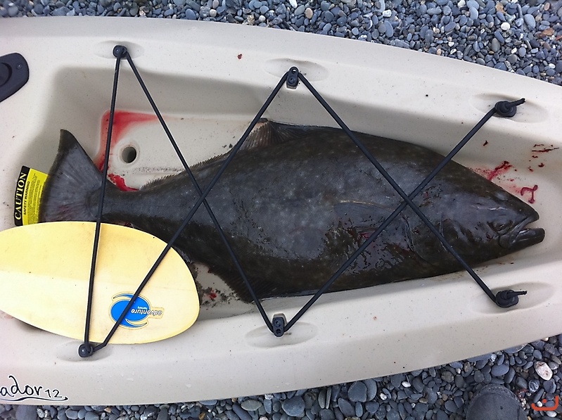 14 pound Halibut  Cook Inlet, AK_1