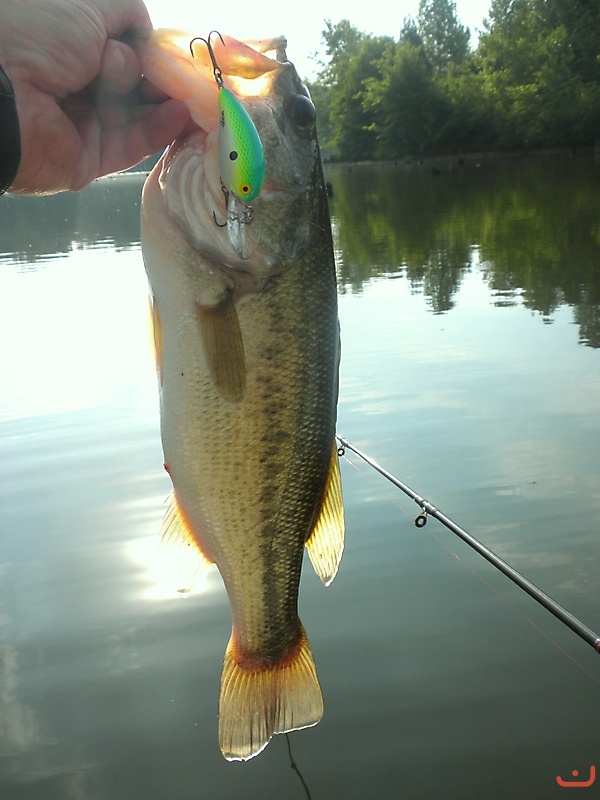 Largemouth from Lake Curtis, VA_1