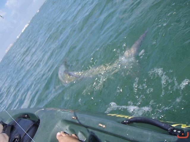 Tarpon Tales_1