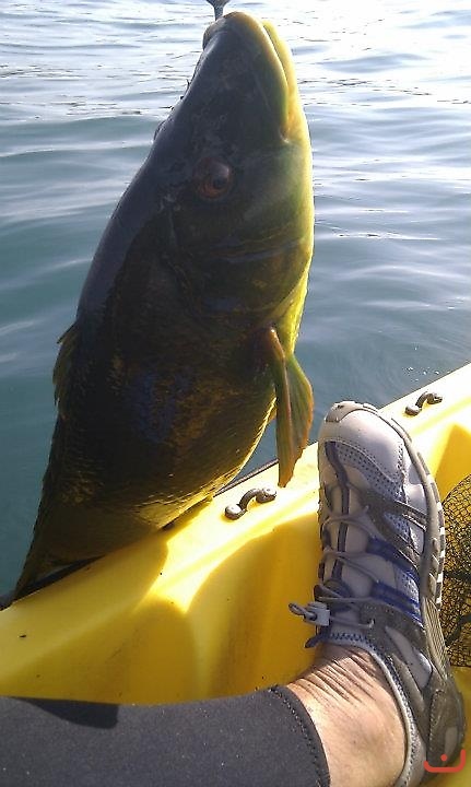 Ballan Wrasse 7.5lb_1