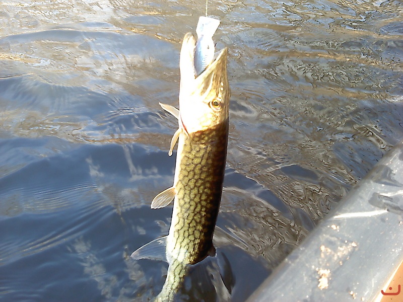 pickerel_1