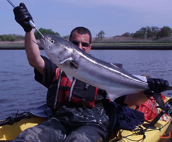 Big NY Bluefish